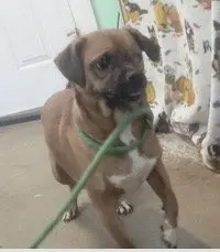 Bramble- our little one eyed hero