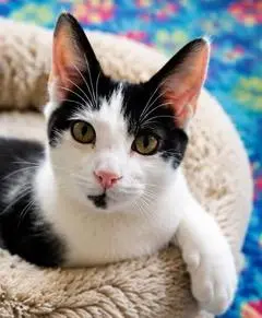 KITTEN PETEY