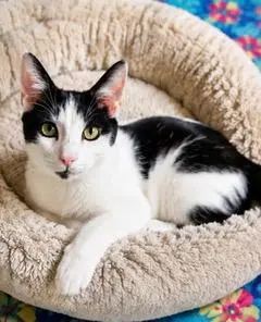 KITTEN PETEY