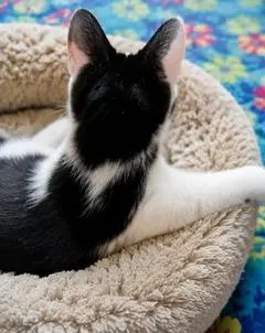 KITTEN PETEY