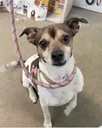 Gibson- sidekick material