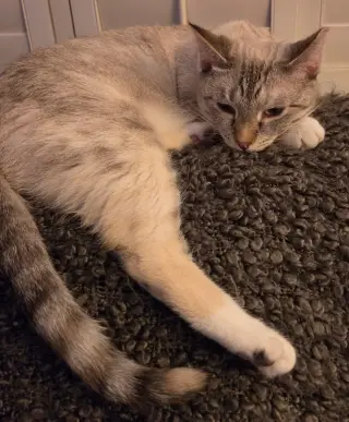 Pretty Girl