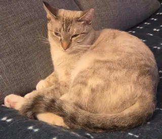 Pretty Girl
