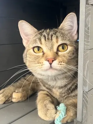 Clementine