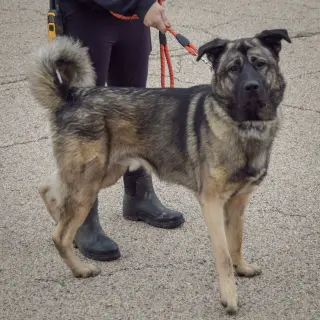 Hugo