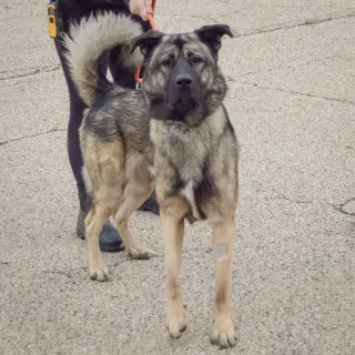Hugo