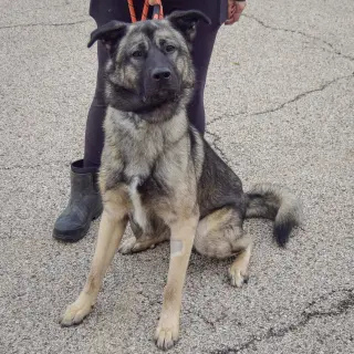 Hugo