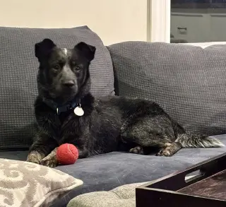 Maximus