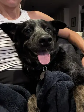 Maximus