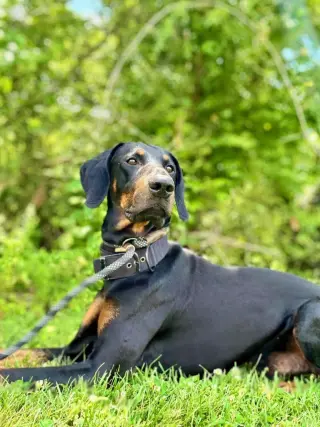 prince