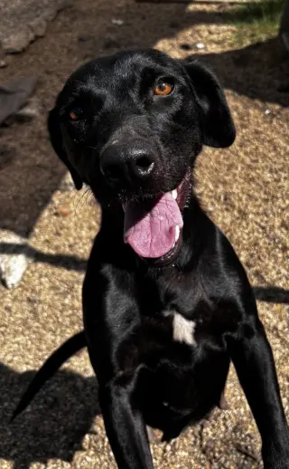 June- beautiful black lab