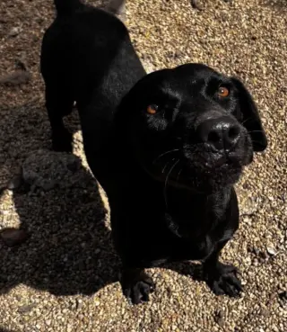 June- beautiful black lab