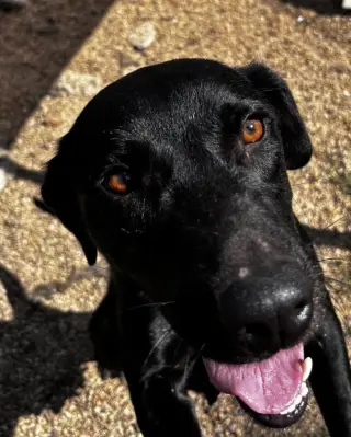 June- beautiful black lab