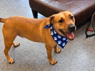 Scout
