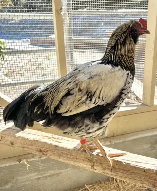 Jack