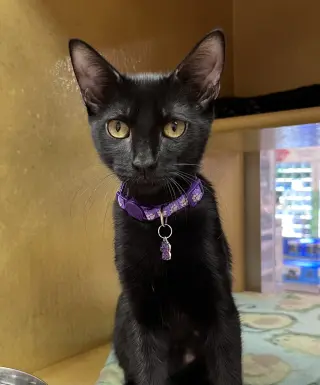 Jolene
