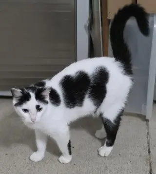Vivian