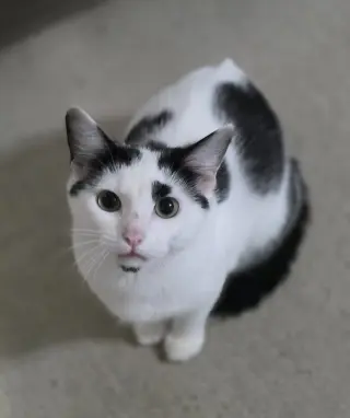 Vivian