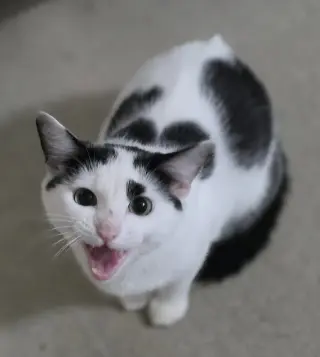 Vivian