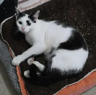 Vivian
