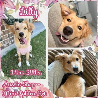 Lilly