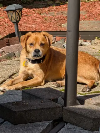 Jax- precious pug