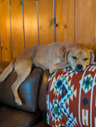 Jax- precious pug