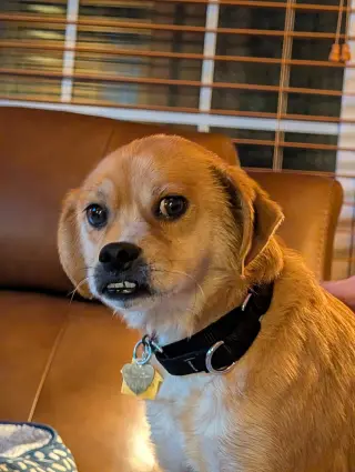 Jax- precious pug