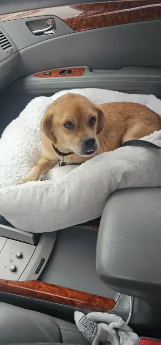 Jax- precious pug