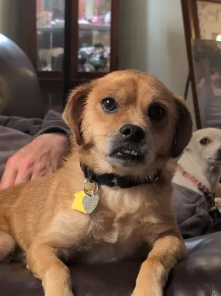Jax- precious pug