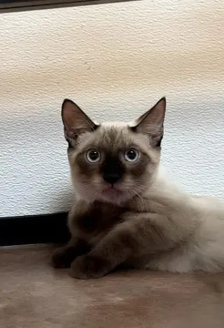 Kitten 28054 (Toast)