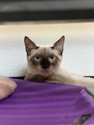 Kitten 28054 (Toast)