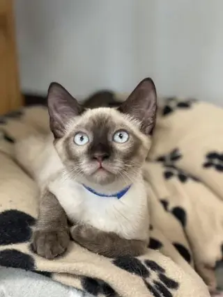 Kitten 28054 (Toast)