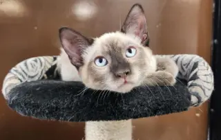 Kitten 28054 (Toast)