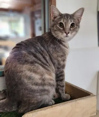 Cat 27878 (Anna)