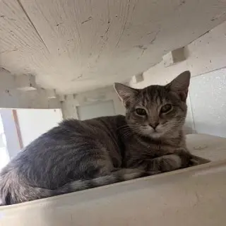 Cat 27878 (Anna)