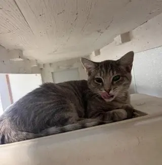Cat 27878 (Anna)