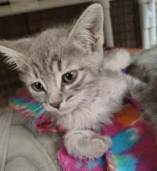 Cat 27878 (Anna)