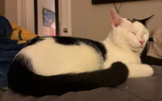 Moo