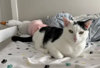 Moo