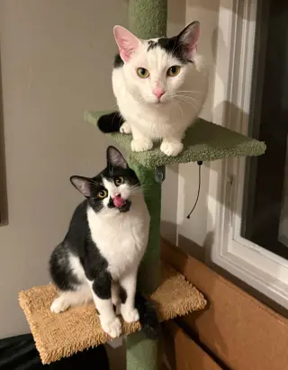 Moo