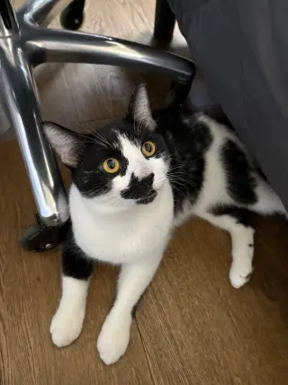 Pepper