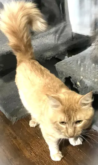 Simba G