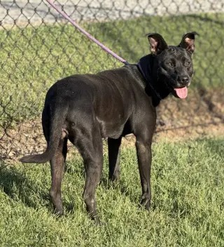 Nyla