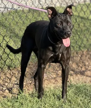 Nyla