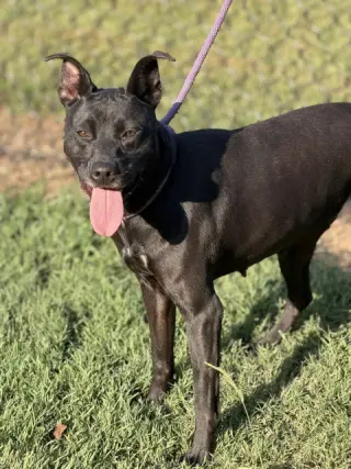 Nyla