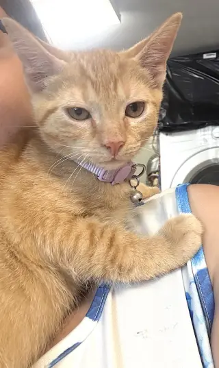 Apollo