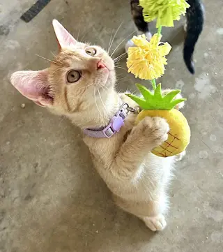Apollo