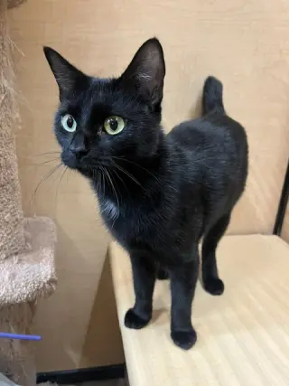 Paula