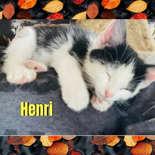 Henri